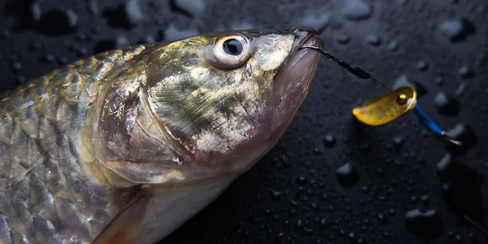 Os peixes sentem dor