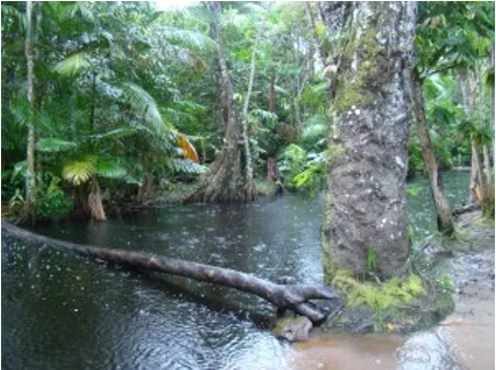 floresta
