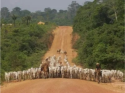 gado