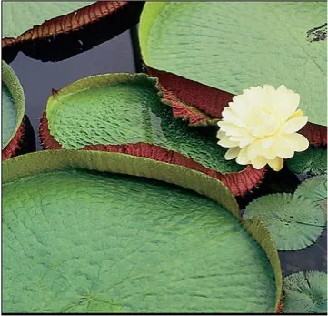 vitoria-regia